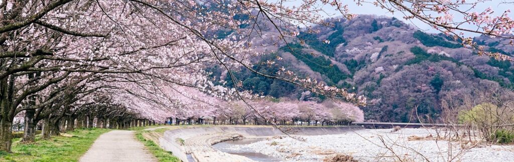 桜並木